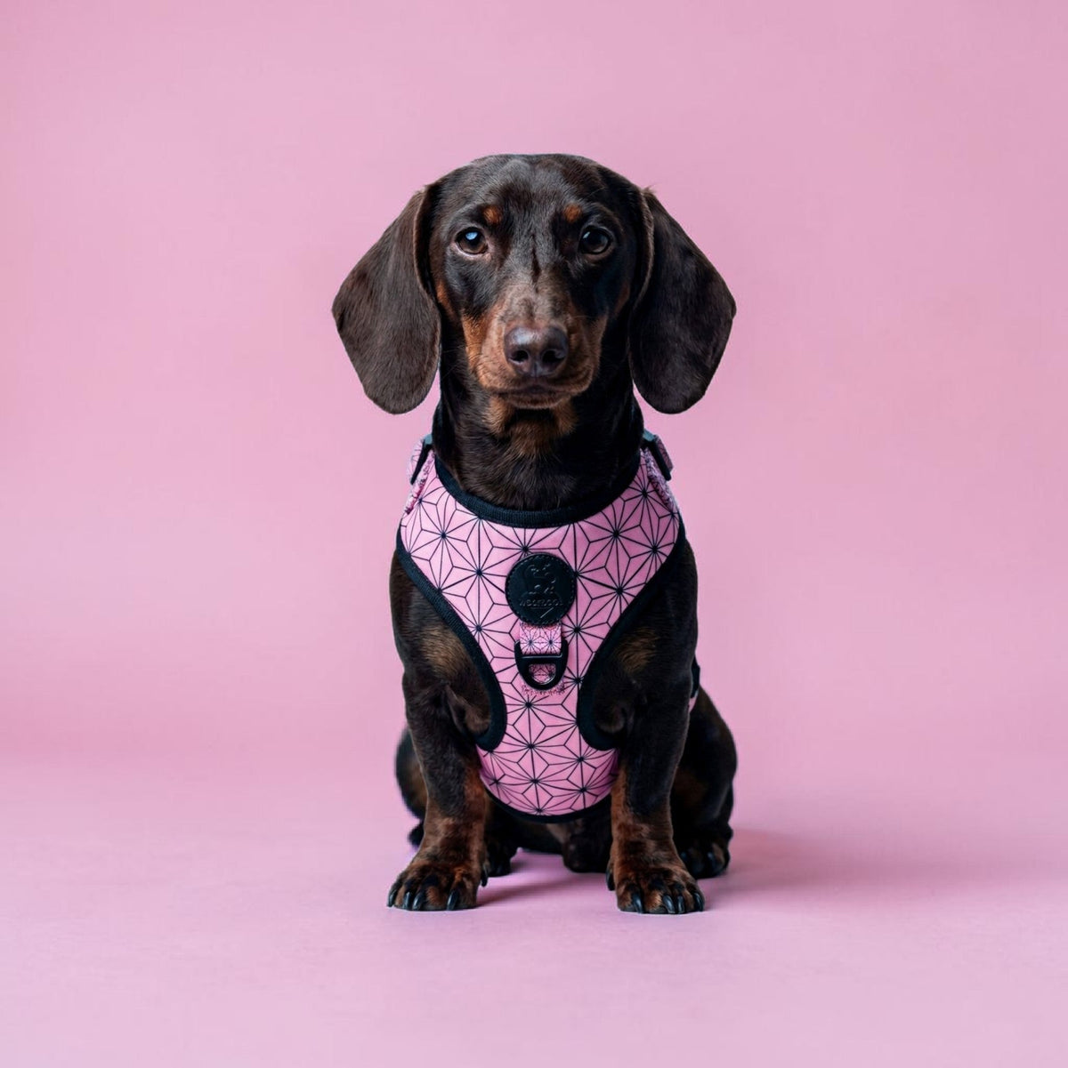 Dachshund wearing a WOLFDOGE Asanoha harness